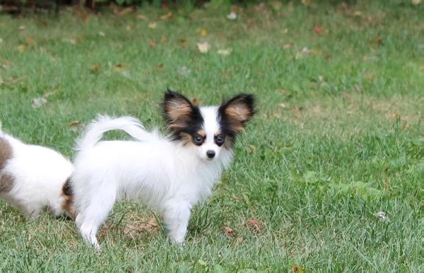 Castel Maribeso Out of My Way | Papillon 