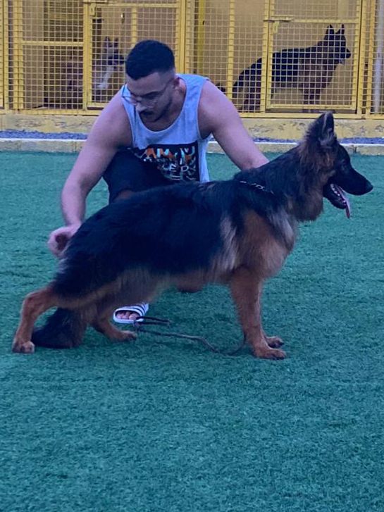Abba von Team Emirates | German Shepherd Dog 