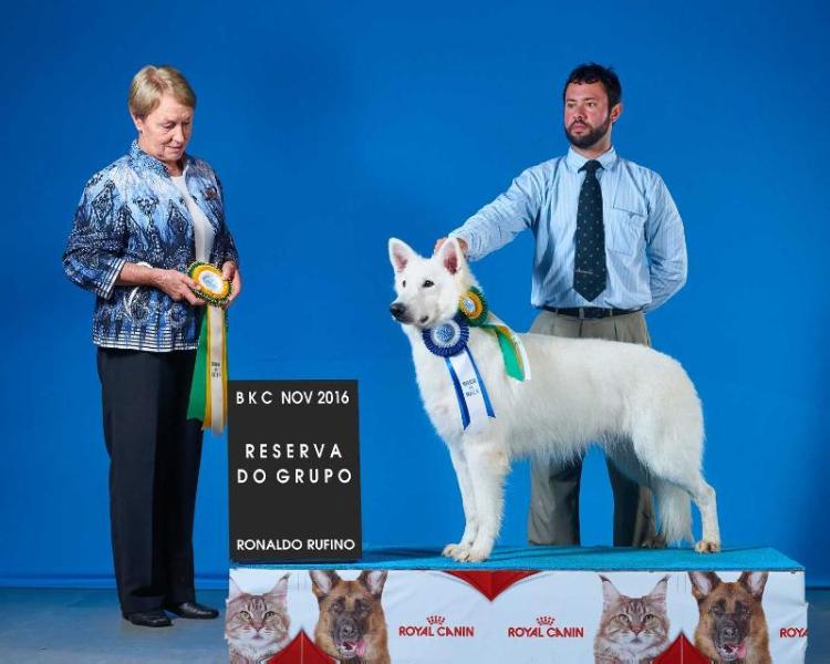 Angel De La Condesa Del Alba | White Swiss Shepherd Dog 