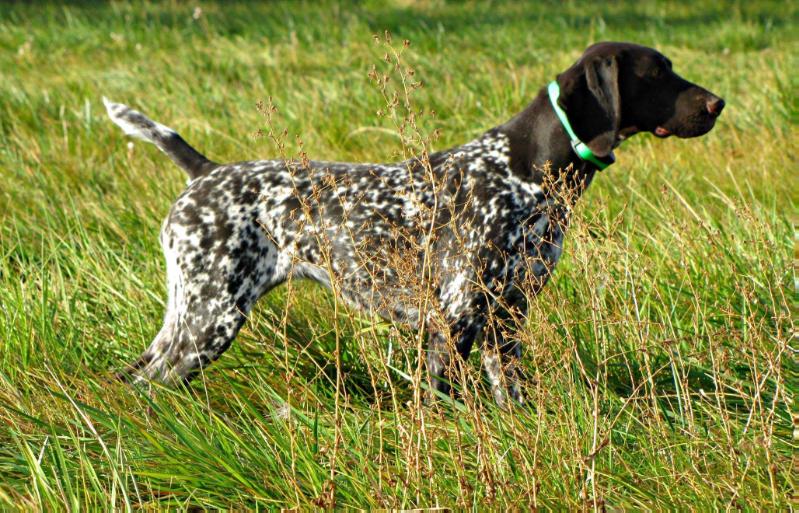 Olympia von den Donau Wirbeln | German Shorthaired Pointer 