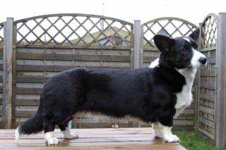 All Trade Undercover | Cardigan Welsh Corgi 