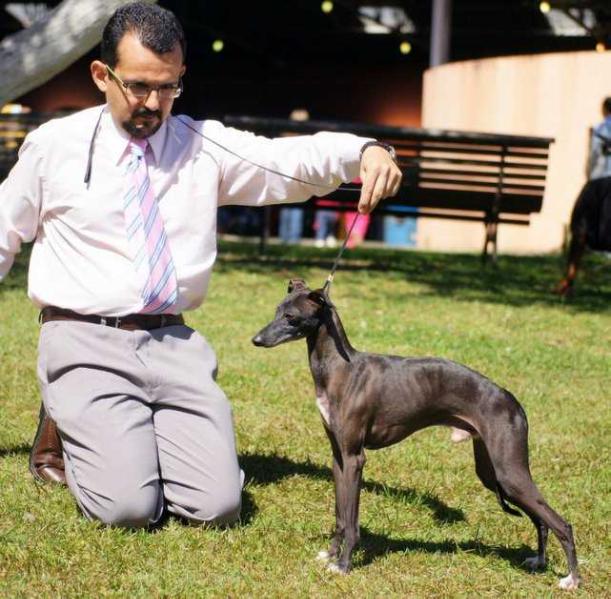 Octavius do BR Reino | Italian Greyhound 