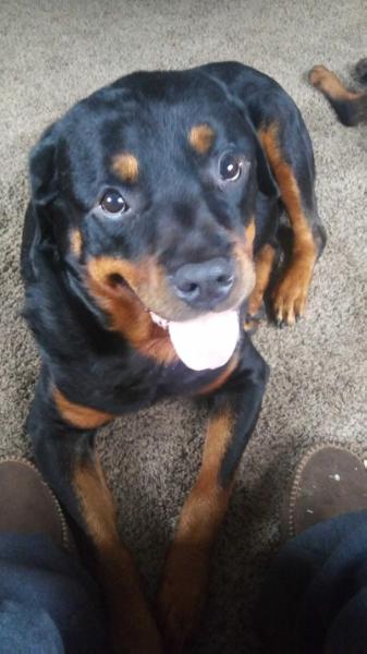 Majestic Rottweilers Austin | Rottweiler 