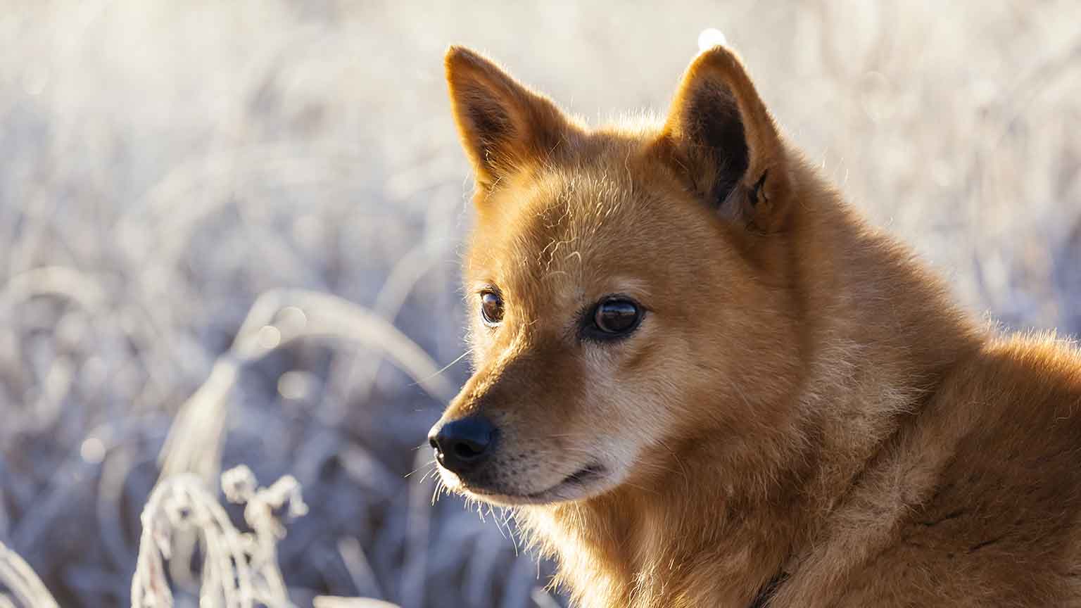 Finnish Spitz