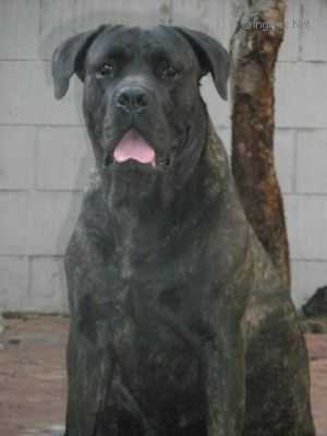 FAVOLA DIVA RUSI | Cane Corso 