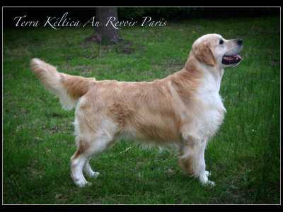 Terra Keltica Au Revoir Paris | Golden Retriever 