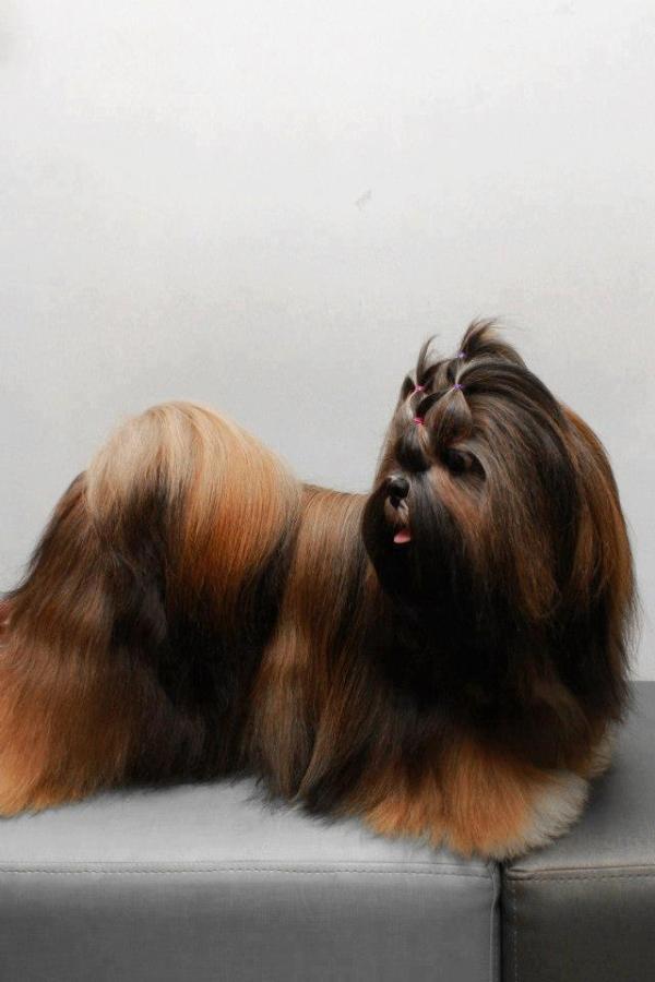 Emyle of Menezes'Star | Lhasa Apso 