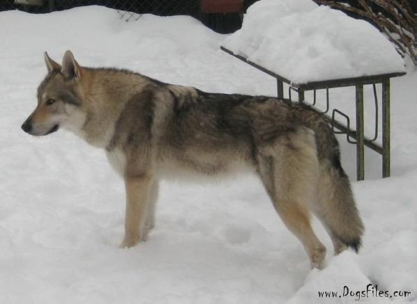 Brian z reviru vlku | Czechoslovakian Wolfdog 