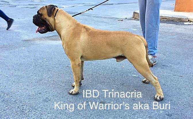 KING OF WARRIOR aka Buri | Bullmastiff 