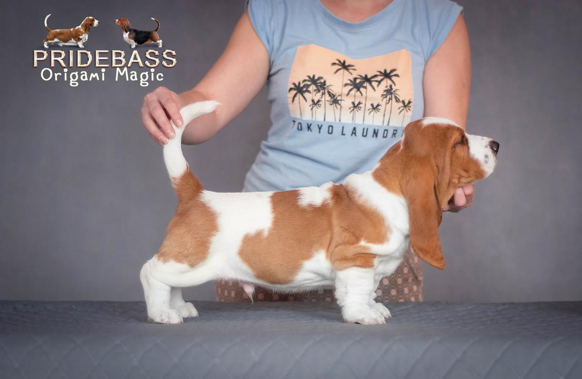 Pridebass Origami Magic | Basset Hound 