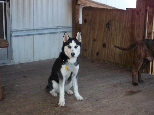 Icess chiles | Siberian Husky 