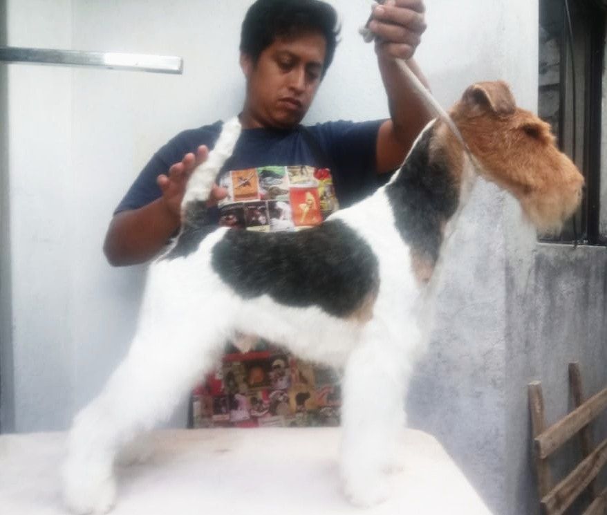 MICHAEL (QUINTANA/ARENAS) | Wire Fox Terrier 