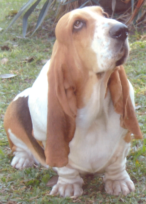 Big Long Blue's Joanna | Basset Hound 