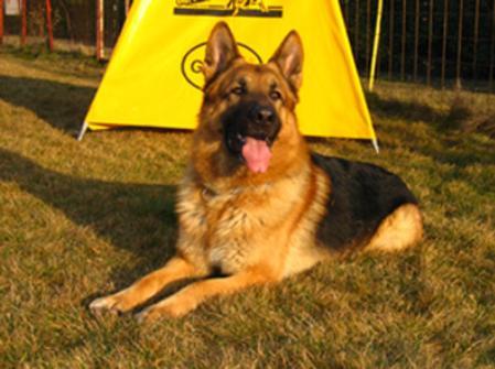 Antolin de Castellanillos | German Shepherd Dog 