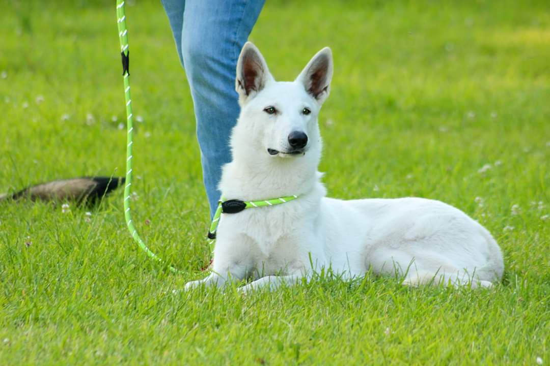 Rosalie l'Intrépide Of Jackie's Pearls | White Swiss Shepherd Dog 