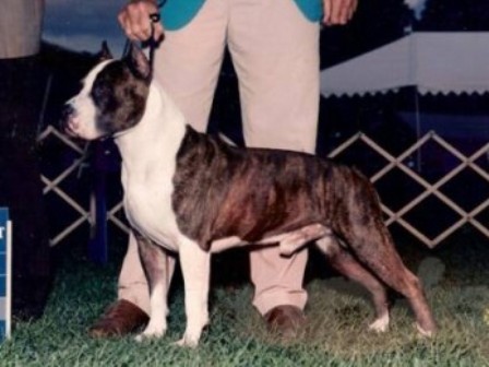 Benmar's Macho of Roadhouse | American Staffordshire Terrier 