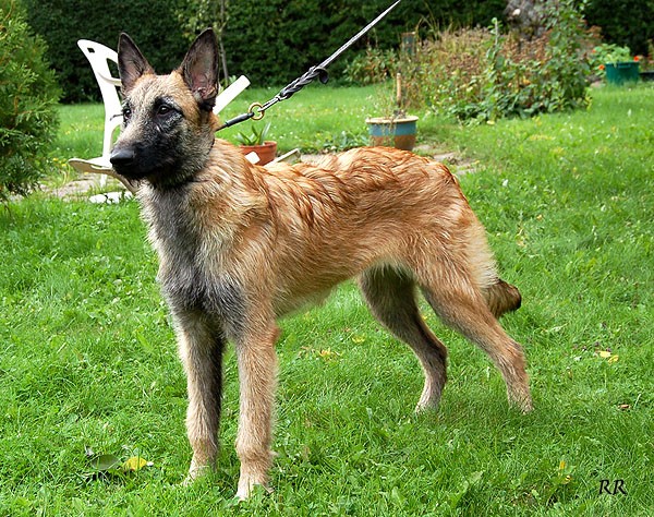 Vajert Ronja | Belgian Laekenois 