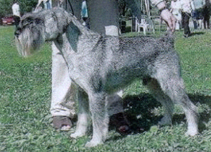 Balthasar vom Achterplätzchen (Standard Schnauzer) | German Pinscher 
