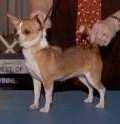 Cam's Make A Wish | Chihuahua 