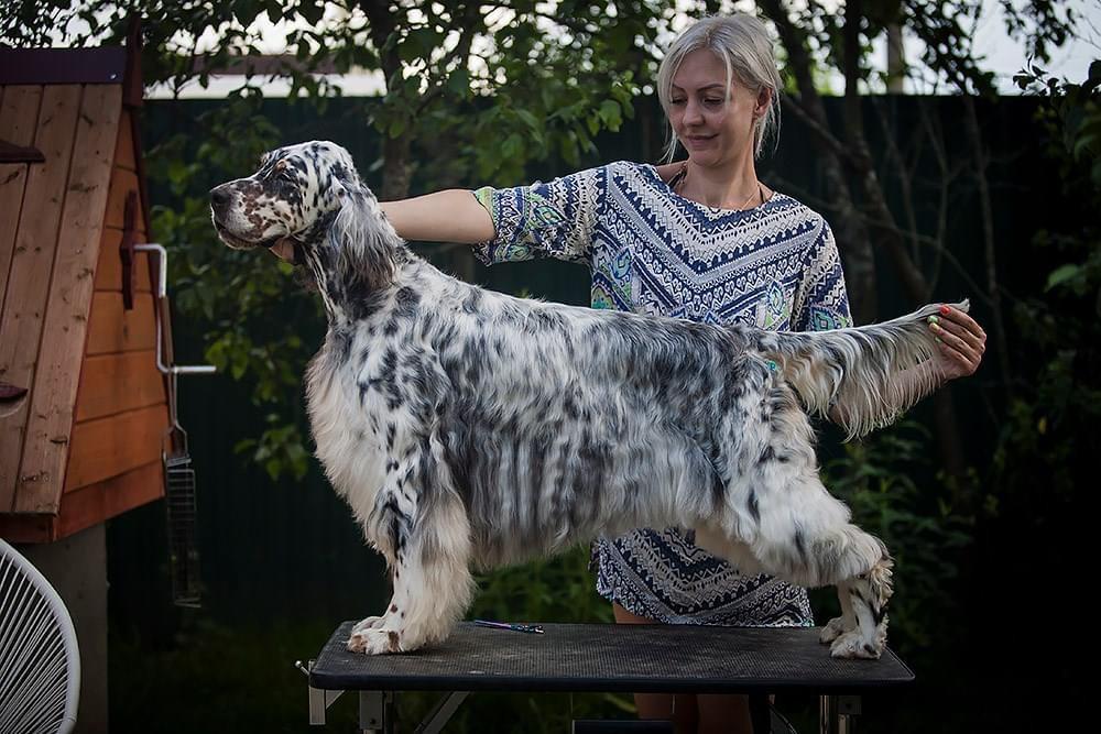 Sevenoaks Queen of Kentavros | English Setter 