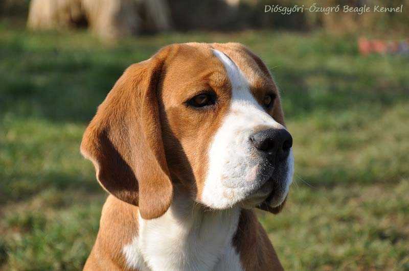 Diósgyori-Ozugró Armand | Beagle 