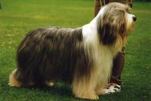 Barkly quest for fame | Bearded Collie 