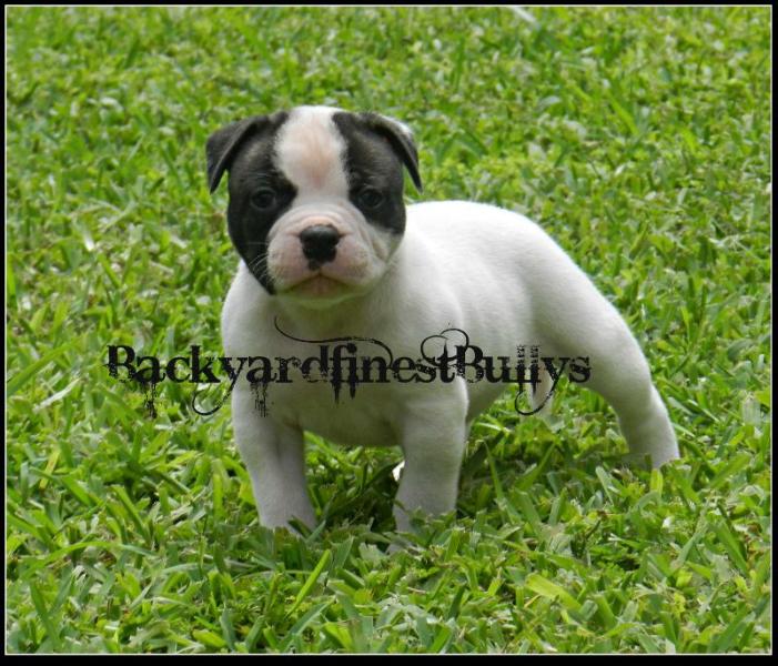 Byfb Black Widow | American Bulldog 