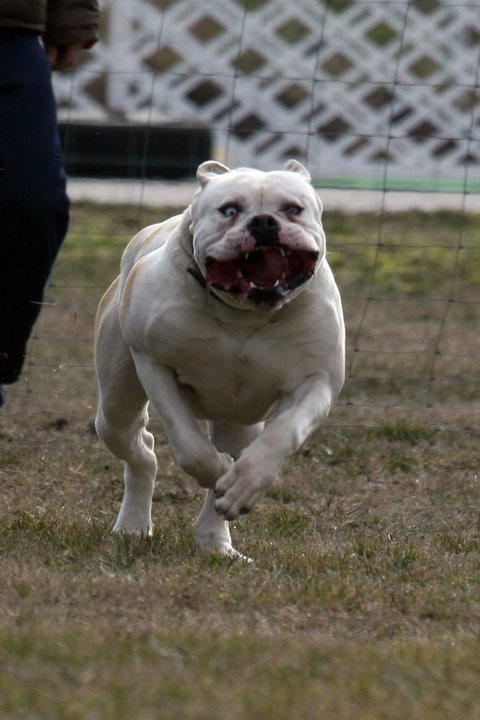 Bulls Of Victory Dadan | American Bulldog 