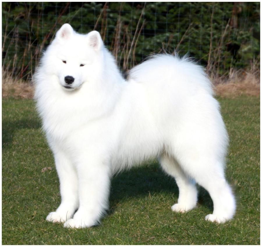 Vanderbilt's Clear Omen | Samoyed 