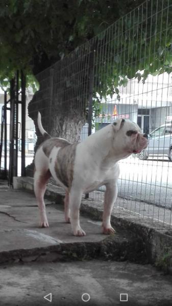 Cerberus Bulls Sophie | American Bulldog 