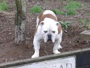 Stockhouse Oris | Olde English Bulldogge 