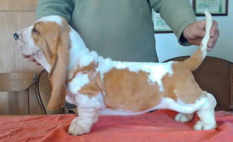 Watch Me da Casa do Trevo | Basset Hound 