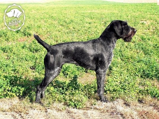 Eja Od Abaje | German Wirehaired Pointer 