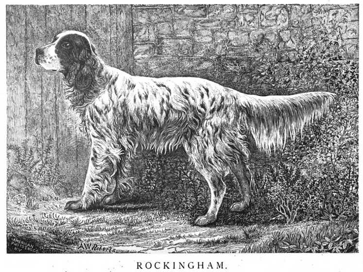 Rockingham (1882) KCSB 013697 (Winder) | English Setter 