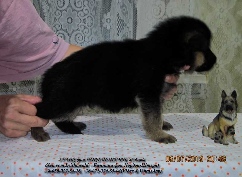 Grand von Norden-Stern | German Shepherd Dog 