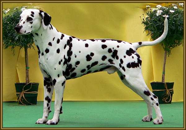 Lacrima Christi Cro A Porter | Dalmatian 