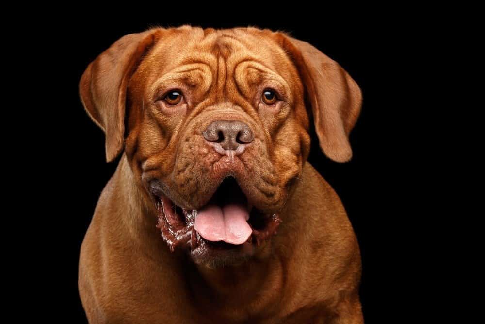 Dogue de Bordeaux