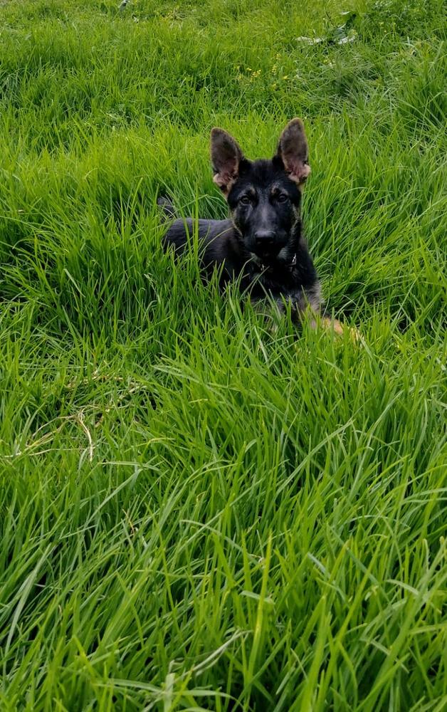 Gåva von Digdava | German Shepherd Dog 