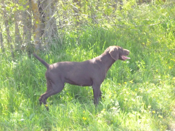 Gagnante du Domaine du Framire | German Shorthaired Pointer 