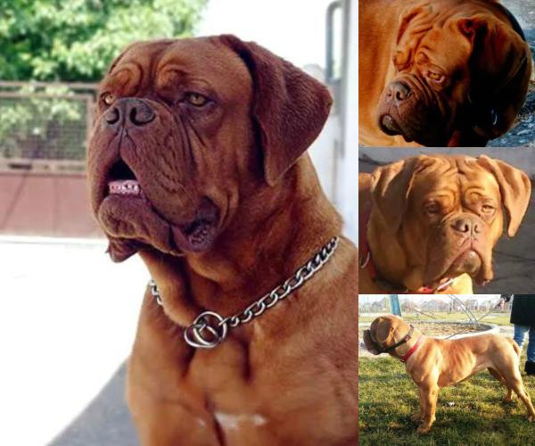 Teuta | Dogue de Bordeaux 