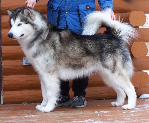 Snow Drift's Make a Wish | Alaskan Malamute 