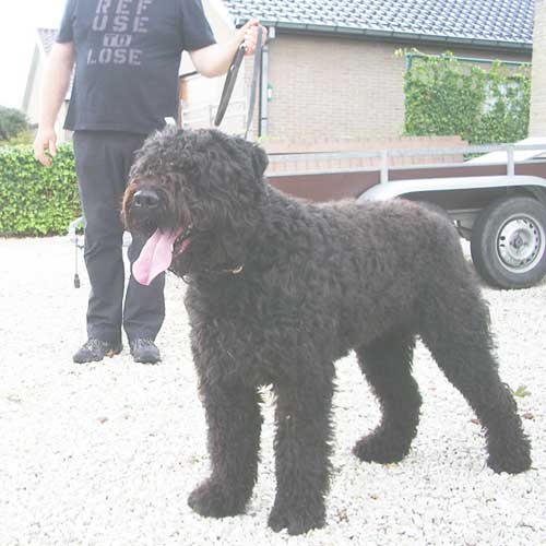 ERON du CLOS du BRUAYSIS | Bouvier des Flandres 