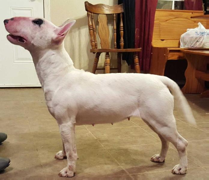 Bella P. Gant | Bull Terrier 