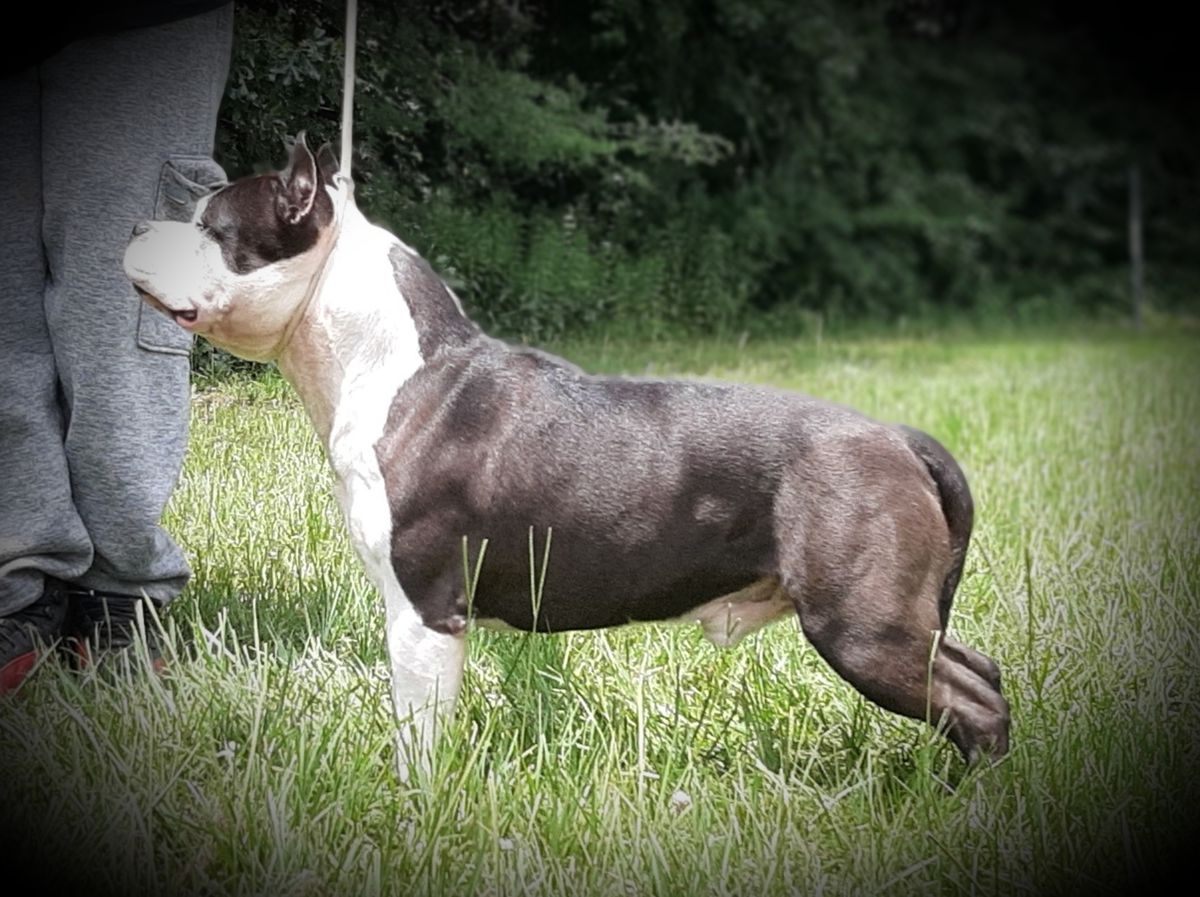 Cicero's King of Wakanda | American Staffordshire Terrier 