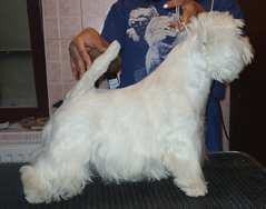 Ace Of Diamonds Du Moulin De Mac Gregor | West Highland White Terrier 