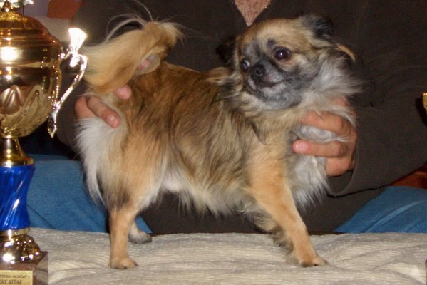 MICROSCHIHUAS MIDNIGHT MOONDANCE | Chihuahua 