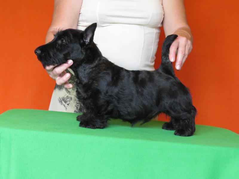 Gordon Brave&amp;Save | Scottish Terrier 