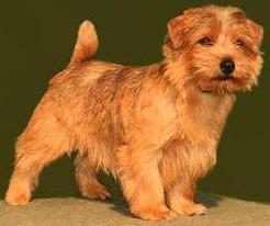 Allright Teddy Trouble | Norfolk Terrier 