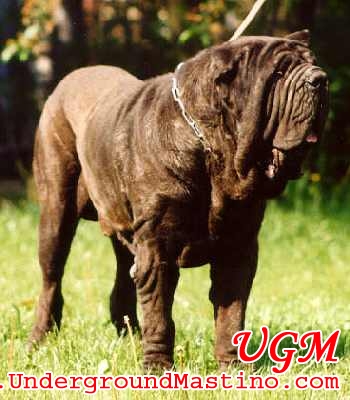 Taison della Grotta Azzurra | Neapolitan Mastiff 