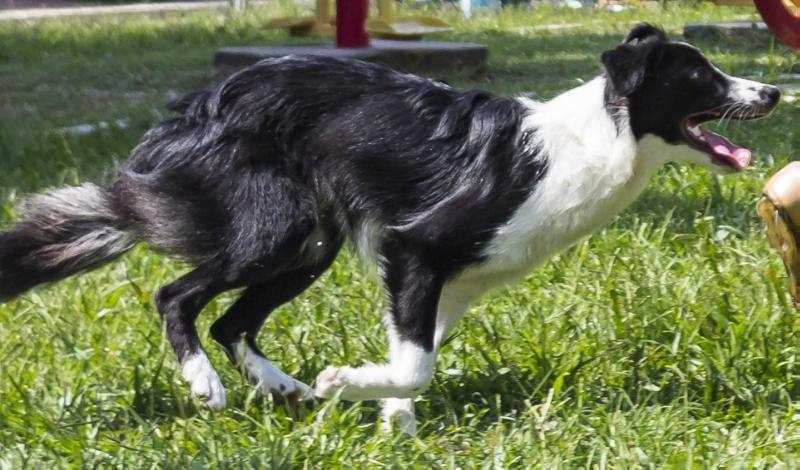 Kim de Herra | Border Collie 